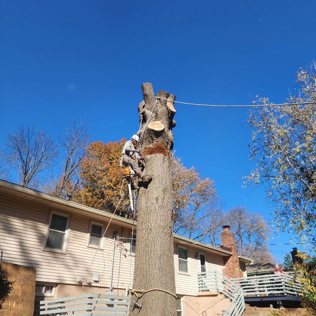 family tree services llc