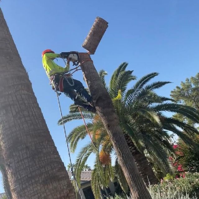 Gastelum palm tree service