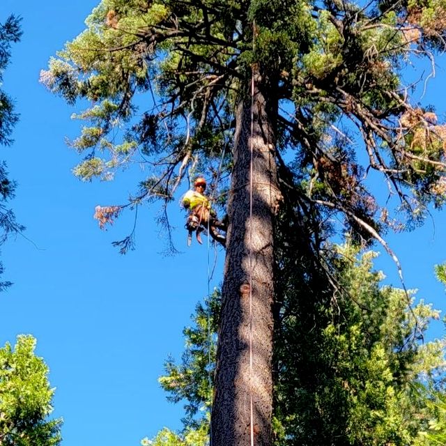 Green Shadow Tree Service