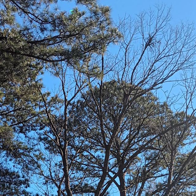 Hilltop Tree Service and Landscaping LLC