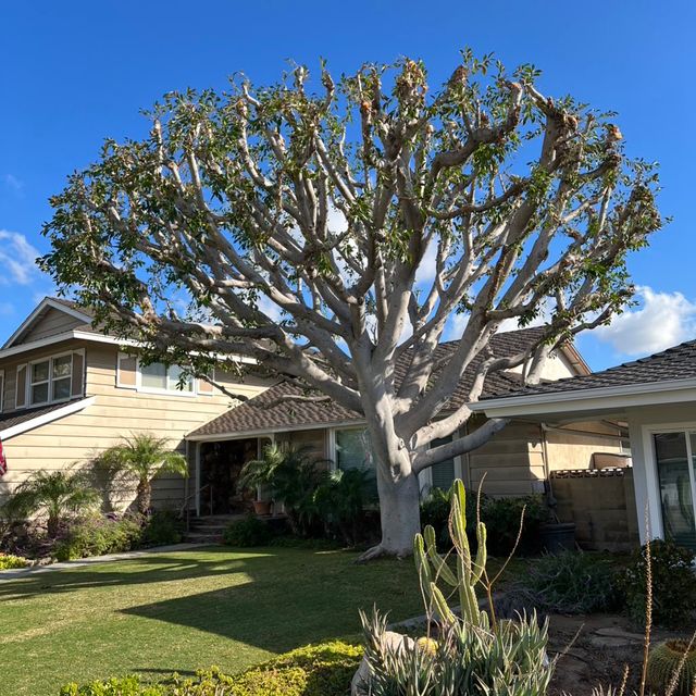 Jc tree trimming and concrete