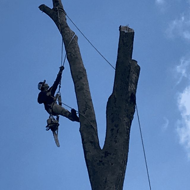 K&C Tree Service