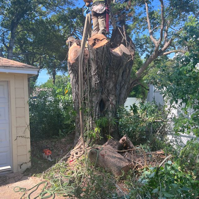 Lawn & Tree Salon