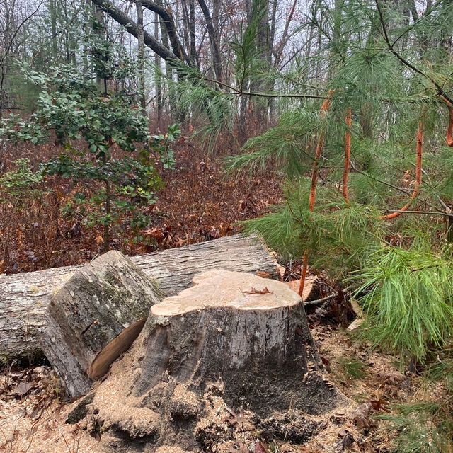 Long cut tree service