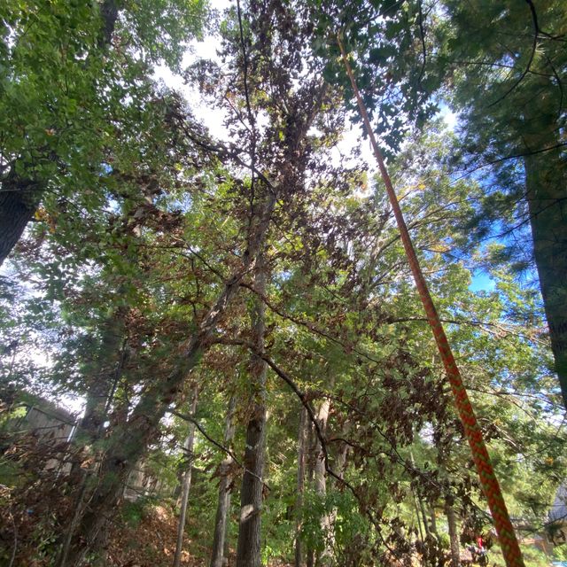 MM Tree Removal Services