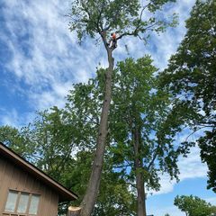 Mos tree service