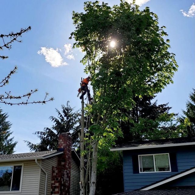 MVP Tree Services