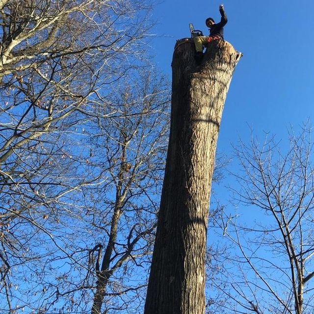 MW TREE Service LLC .....license and insurance