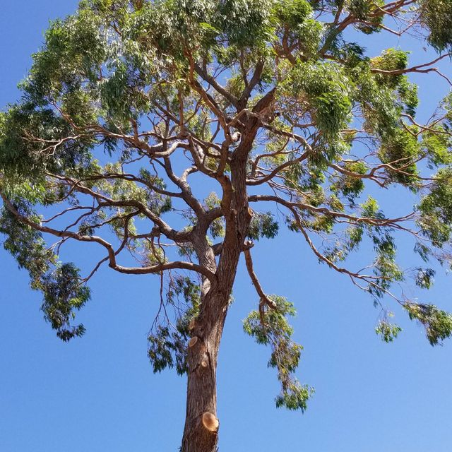 Nature Care Tree Specialist