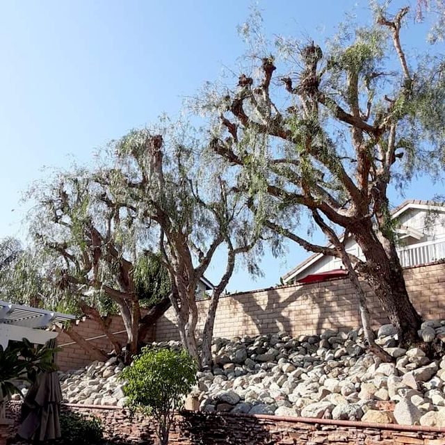 Ramos Tree Service & Landscape