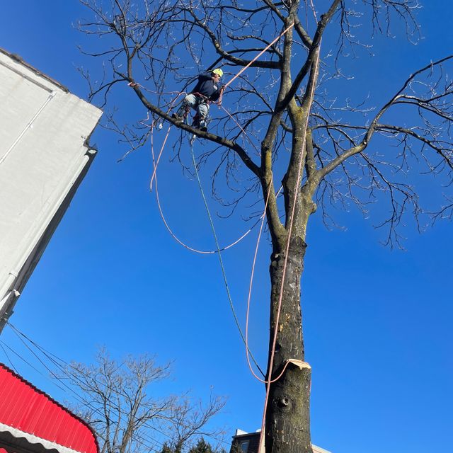 The Rodas Tree Service