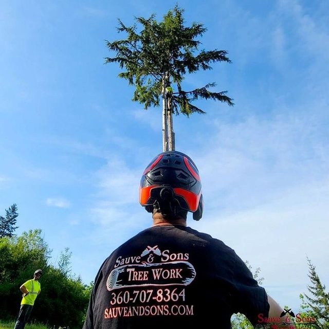Sauve & Sons Tree Work