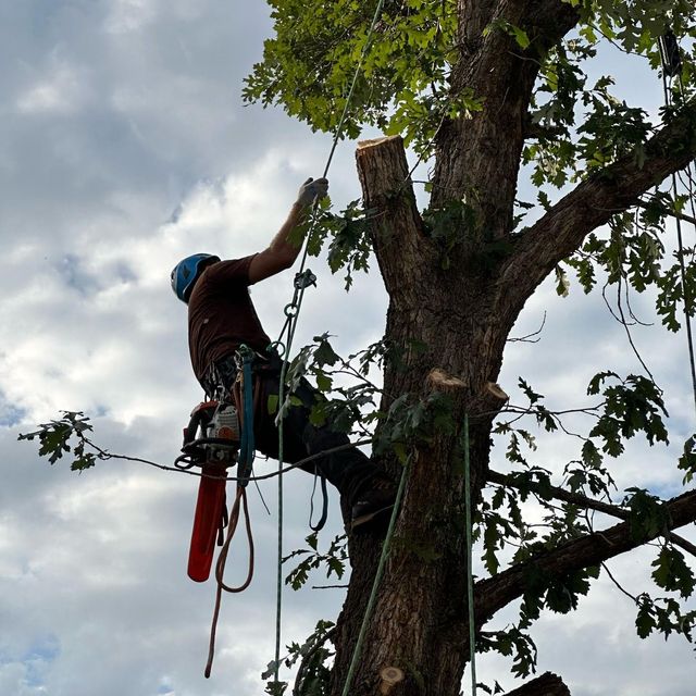 Serenity Tree Care
