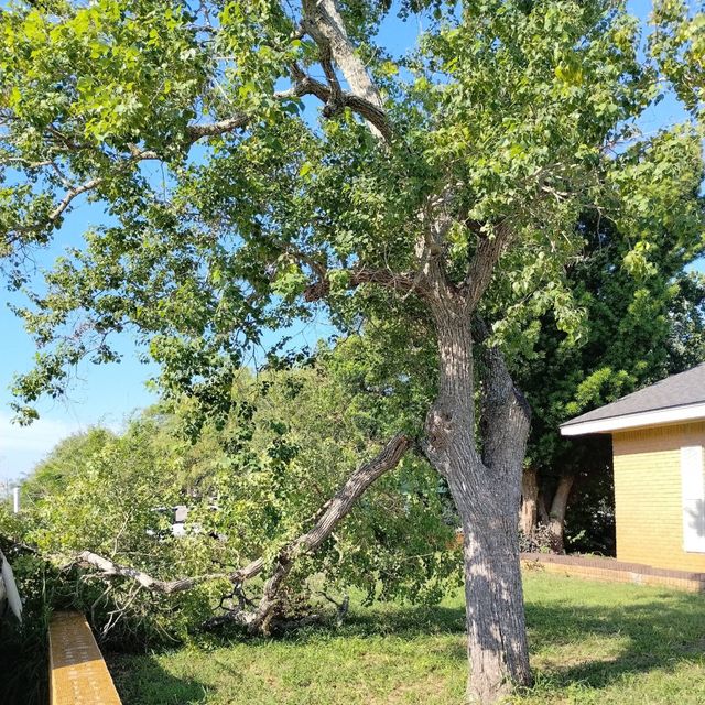 Tree Care Express and Services