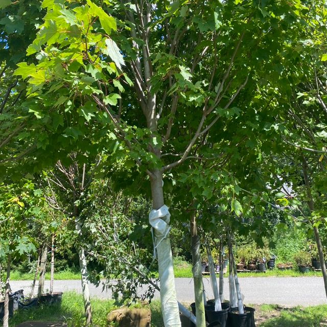 Treescapes Cape Cod Tree Service