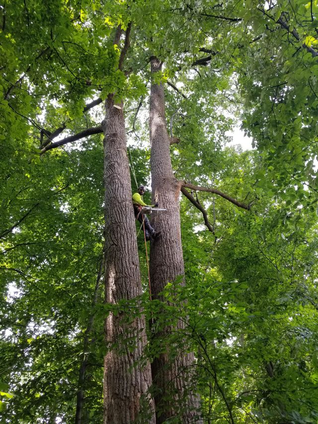 Villatoro's Tree service LLC